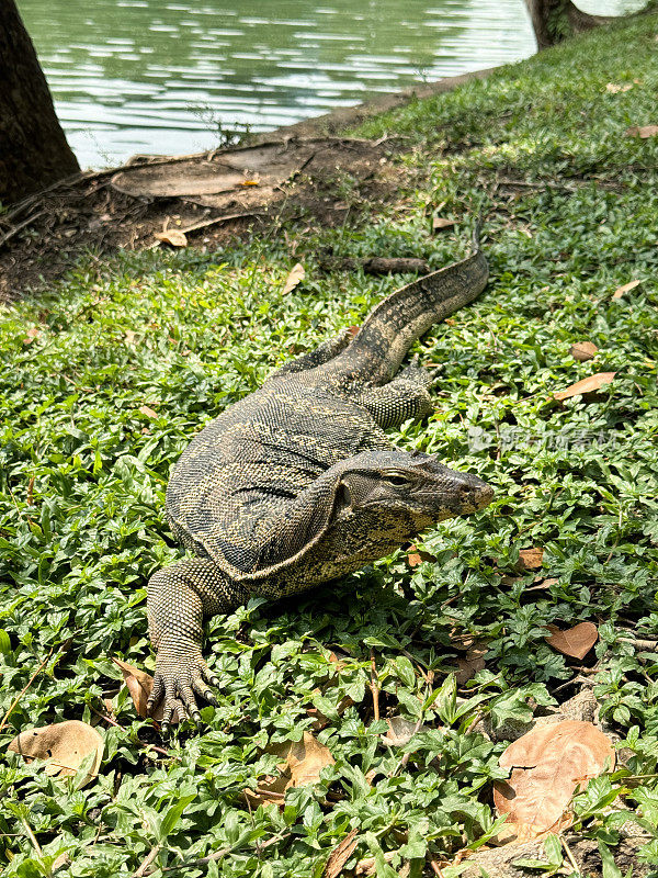 亚洲水蜥(Varanus salvator)在湖岸的绿色植被上行走的图像，侧视图，聚焦于前景